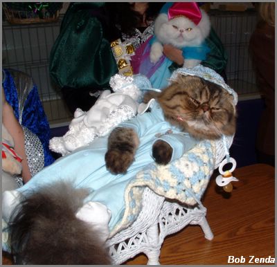 Cat Costume Winner